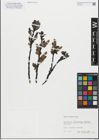 Foto von Salix glabra Scop.